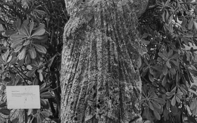 Le scoperte archeologiche del 1931 – La statua della Pudicizia