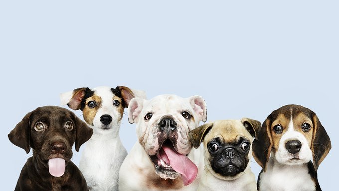 Ritroviamo l’equilibrio tra cani e… portici