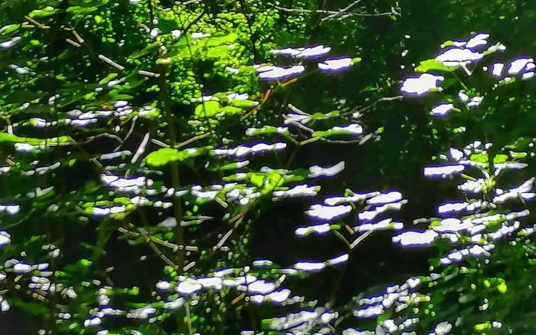 Le piante officinali