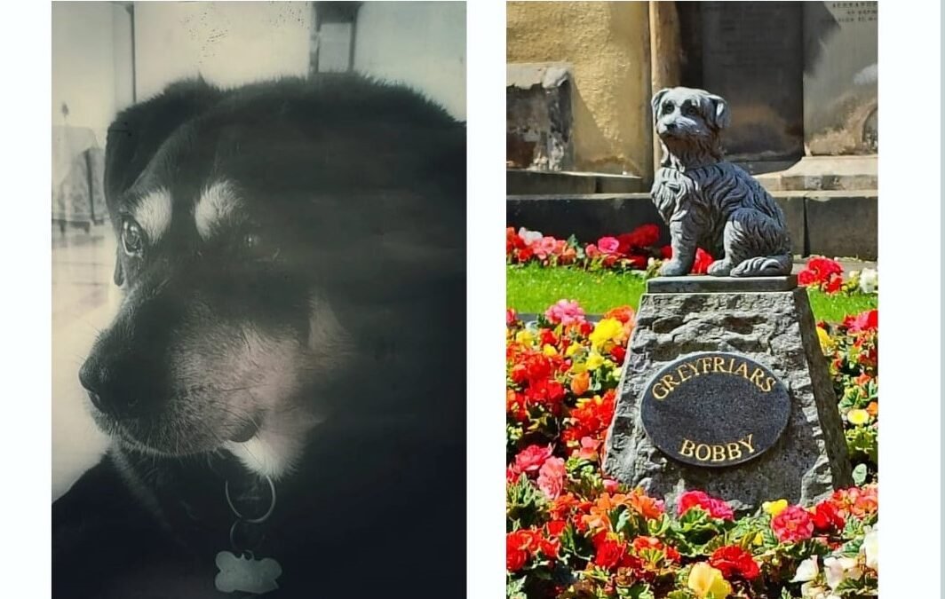 Ciro e Bobby: due cani, due città, un cuore